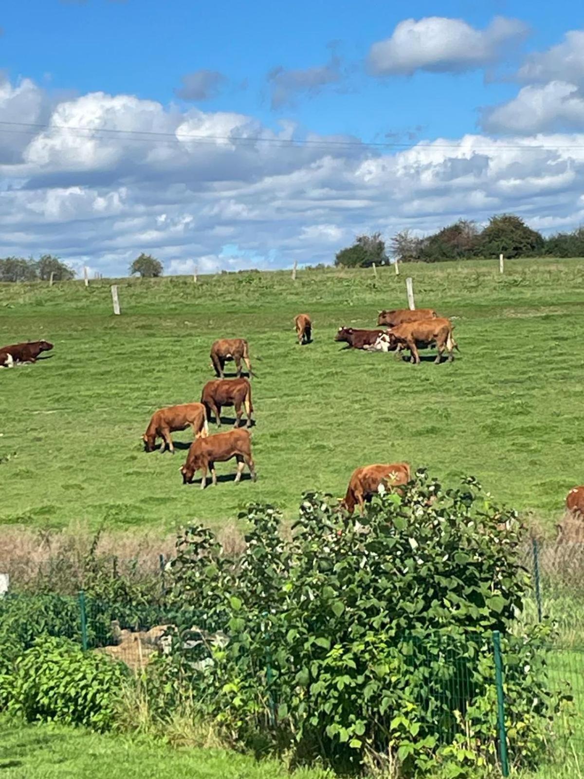 Le Gite Du Vieux Chene Bertogne Buitenkant foto